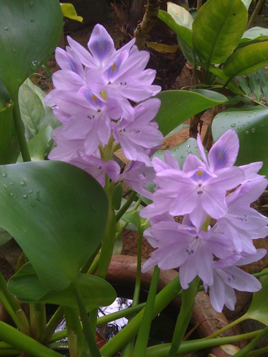 Khaolak Orchid